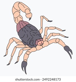 Ilustración de un arácnido escorpión. Vector gráfico de un insecto dibujado con un aguijón en la cola.