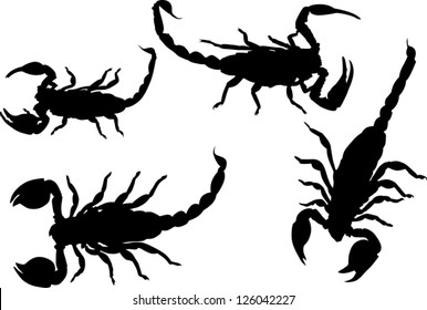 illustration with scorpion collection isolated on white background