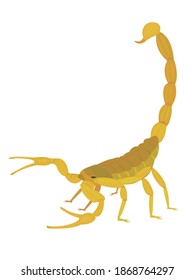 Illustration of scorpion.   Poisonous creature.