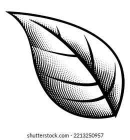 Illustration of Scratchboard Engraved Big Leaf isolated on a White Background