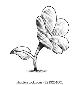 Illustration of Scratchboard Engraved Daisy Flower isolated on a White Background