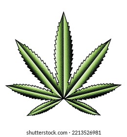 Illustration of Scratchboard Engraved Green Cannabis Leaf isolated on a White Background