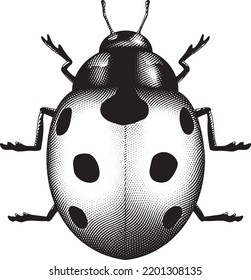 Illustration of Scratchboard Engraved Ladybug