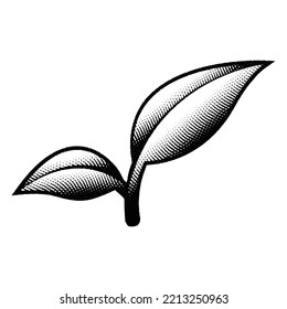 Illustration of Scratchboard Engraved Leaf Branch isolated on a White Background