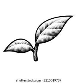 Illustration of Scratchboard Engraved Leaf Branch isolated on a White Background