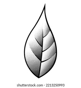 Illustration of Scratchboard Engraved Leaf isolated on a White Background