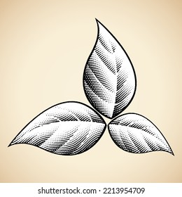 Illustration of Scratchboard Engraved Leaves isolated on a Beige Background