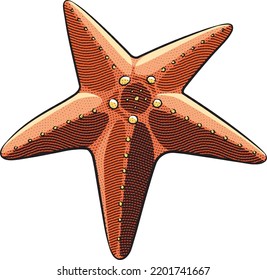 Illustration of Scratchboard Engraved Red Starfish over a White Background