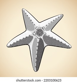 Illustration Scratchboard Engraved Starfish White Fill Stock Vector ...