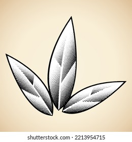 Illustration of Scratchboard Engraved Tobacco Leaves isolated on a Beige Background