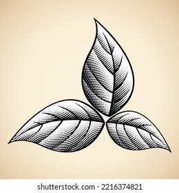 Illustration of Scratchboard Engraved Tobacco Leaves isolated on a Beige Background