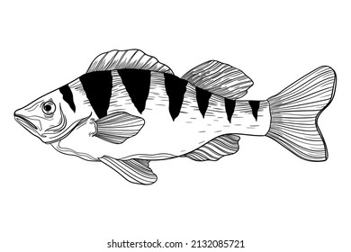 illustration sea animal fish perch