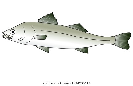 Illustration Of A Sea Bass Swimming