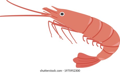 Illustration of sea creature shrimp