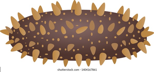 Illustration Of The Sea Cucumber