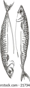 an illustration of a sea fish drawn using the Scribble technique