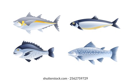 Illustration of sea fish, salmon, herring, dorado, sea bass in realistic 3D style.