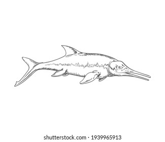 Illustration of sea fish or shark