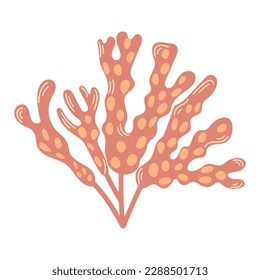 Illustration of sea Fucus or rockweed. Underwater seaweed with bladders on leaves. Modern hand drawn flat illustration on white background.