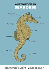 Ilustração do diagrama anatômico do cavalo marinho - vetor