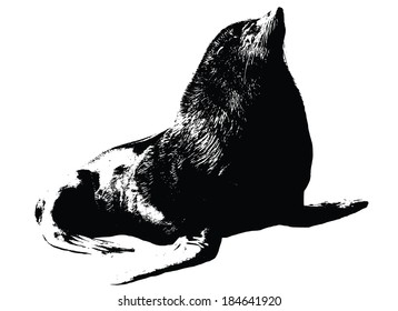 illustration of sea lion on white background