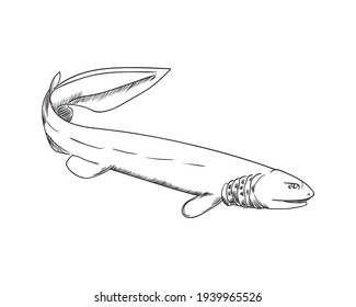 Illustration of sea rel, hand drawn vector