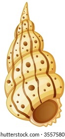 illustration of sea shell on white