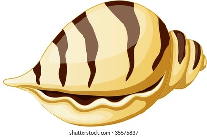 ilustración de concha marina en blanco