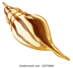 illustration of sea shell on white