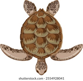Illustration of a sea turtle from above