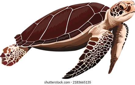 an illustration of a sea turtle vector design with a maroon and brown color