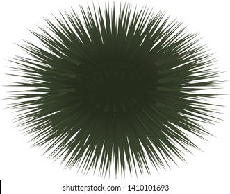 Illustration of the sea urchin