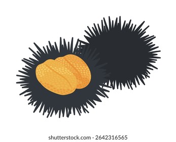 Illustration of a sea urchin resting on a spiky shell