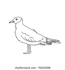 illustration with seagull in vector