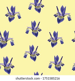 Illustration of seamless floral pattern with hatched iris flowers.  Yellow background.
