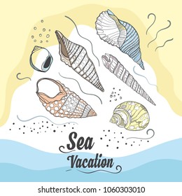 Illustration with seashells. 