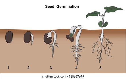 illustration of seed germination.