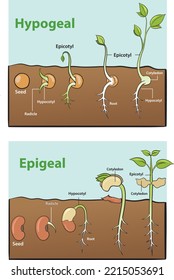 Illustration Of Seed Germination Infographic - Vector