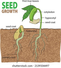 1,380 Bean seed germination Stock Illustrations, Images & Vectors ...