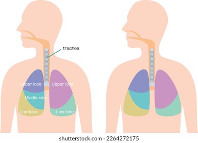 Illustration of segmental anatomy of the lung