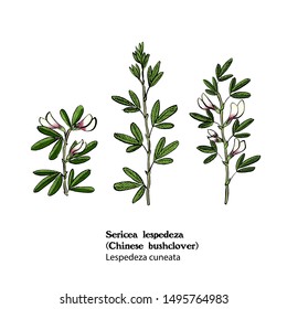 Illustration of Sericea lespedeza, Lespedeza cuneata, Chinese bushclover. Hand drawing, vector.