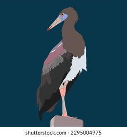 
illustration Servant stork, also known as the white-bellied stork, is a stork that belongs to the Ciconiidae family. This is the smallest crane species