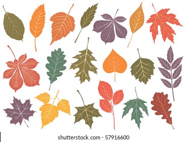 Illustration set of 19 leaves with autumn colors. All objects are isolated and grouped. Colors and transparent background are easy to adjust.