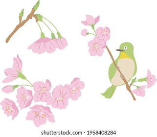 
Illustration set of 3 cherry blossoms