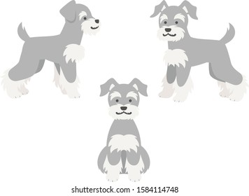 Illustration set of 3 miniature schnauzers  (front sitting, sideways standing pose)