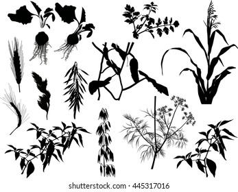 illustration with set of agricultural plants silhouettes isolated on white background