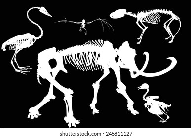 illustration with set of animals and birds skeletons isolated on black background