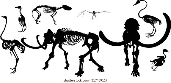illustration with set of animals and birds skeletons isolated on white background