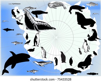 illustration with set of antarctic animals and birds