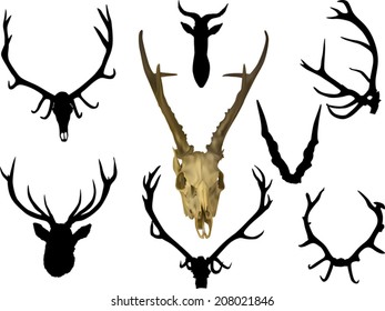 illustration with set of antler and horns isolated on white background